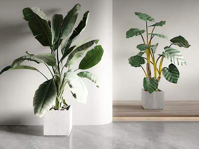 Large Leaf Indoor Potted Plants With Yellow Stems In White Square Pots For Modern Decor 3d model