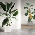 Large Leaf Indoor Potted Plants With Yellow Stems In White Square Pots For Modern Decor 3d model