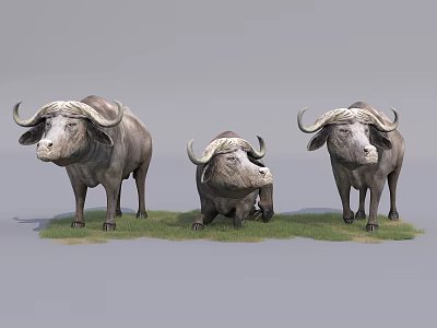 Three Buffaloes Standing And Lying On Grassy Field In Natural Habitat 3d model