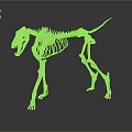 Golden Animal Skeleton in Standing Pose Against Dark Background With Reflective Surface