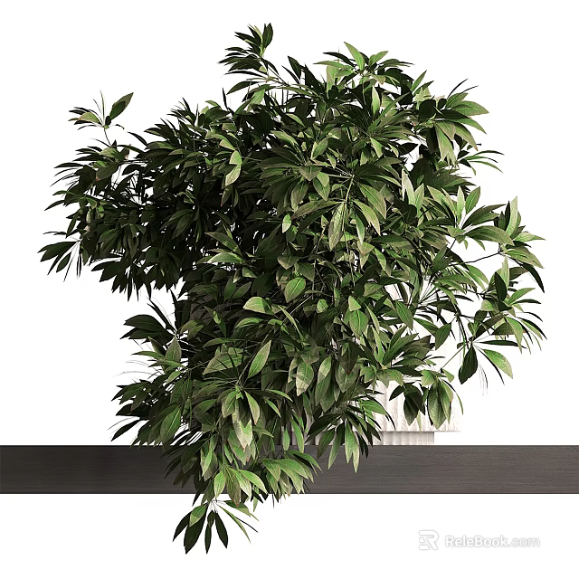 Lush Green Plant with Dense Leaves in Light Colored Vase on Dark Countertop 3d model 
