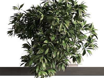 Lush Green Plant with Dense Leaves in Light Colored Vase on Dark Countertop 3d model