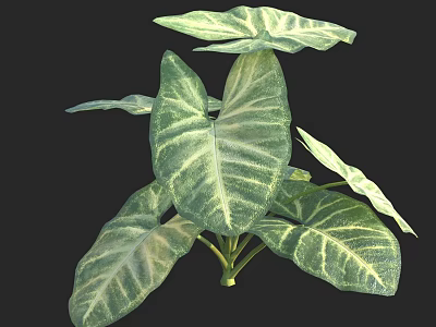 Tropical decorative houseplant with green and white striped large leaves and vibrant foliage 3d model