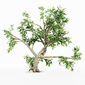 Lush Green Leafy Trees With Thick Trunks And Exposed Roots In Natural Scene