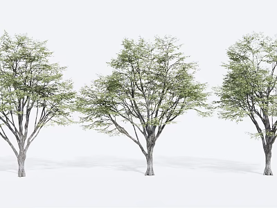 Three Arbor Trees With Straight Trunks And Lush Green Leaves On White Background 3d model
