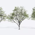 Three Arbor Trees With Straight Trunks And Lush Green Leaves On White Background