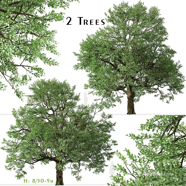 Tall Arbor Trees With Lush Green Foliage Strong Trunks And Natural Growth Forms 3d model 
