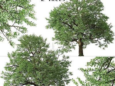 Tall Arbor Trees With Lush Green Foliage Strong Trunks And Natural Growth Forms 3d model