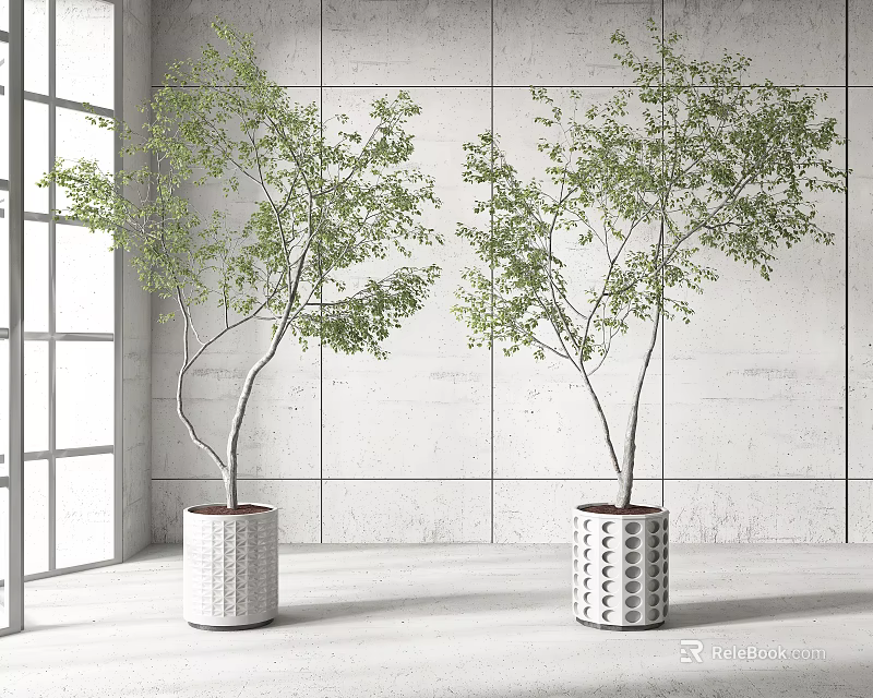 Indoor Bonsai Plants In White Patterned Pots By Bright Window With White Wall 3d model 