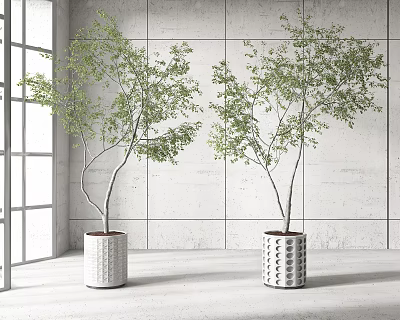 Indoor Bonsai Plants In White Patterned Pots By Bright Window With White Wall 3d model