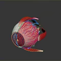 Medical Eyeball Anatomical Model With Detailed Vascular And Internal Structure
