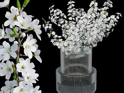 Beautiful White Cherry Blossoms Arranged in Ribbed Transparent Vase for Home Decoration 3d model