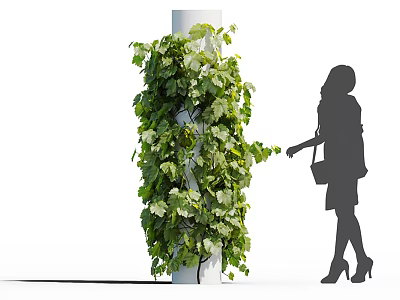 Green Vine With Lush Green Leaves Growing On White Pillar Near Woman Touching 3d model