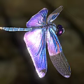 Vibrant Dragonfly With Iridescent Purple Blue Wings And Shiny Blue Body Flying Against Dark Background