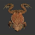Detailed Red Brown Toad With White Spots Sitting On Reflective Surface 3d model