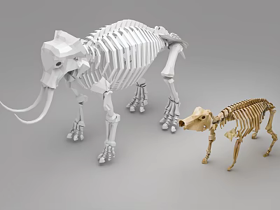 Medical Anatomical Skeleton Models For Educational Use With White Elephant And Golden Dog Structures 3d model