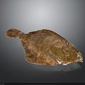 Fresh Brown Spotted Flat Flounder Fish Isolated On Dark Background With Natural Texture