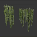 Hanging Green Vines With Dense Leafy Foliage For Indoor Decoration