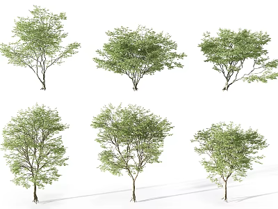 Different Types Of Arbor Trees With Green Leaves And Various Crown Shapes 3d model