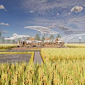 Rural Landscape with Golden Rice Fields White Modern Structure and Blue Sky