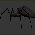 Detailed View Of Large Spider With Long Thin Legs And Brown Spotted Body