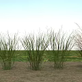 Tall Green Grass Plants Growing In Outdoor Natural Setting With Earthy Ground And Sky