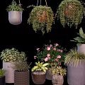 Bonsai And Potted Plants With Hanging Floor Placed Varieties In Ceramic Woven Planters