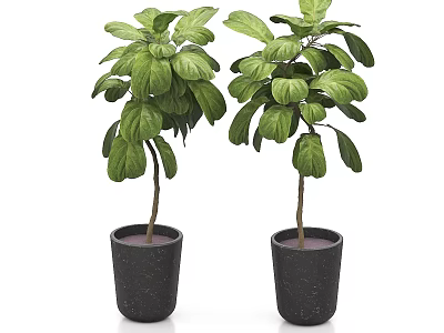 Indoor Decorative Lush Green Leaf Bonsai Potted Plants in Black Pots 3d model
