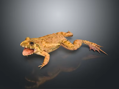 Frog With Open Mouth And Webbed Feet On Dark Background Showing Reflection And Rough Skin 3d model