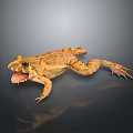 Frog With Open Mouth And Webbed Feet On Dark Background Showing Reflection And Rough Skin