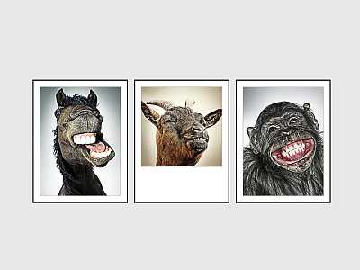 Framed Animal Paintings of Smiling Horse Goat and Chimpanzee with Open Mouth and Teeth 3d model