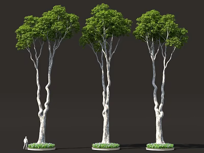 Three Tall Arbor Trees With White Twisted Trunks Green Canopies Grass Bases And Scale Figure 3d model