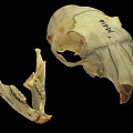 Animal Skull Specimen Marked M144 With Handwritten Numbers And Details