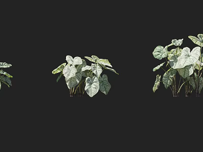 Decorative Leafy Shrubs With Variegated Green And White Leaves For Garden Landscaping 3d model