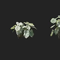 Decorative Leafy Shrubs With Variegated Green And White Leaves For Garden Landscaping