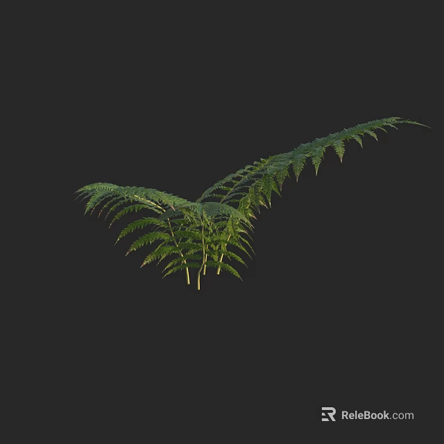 Lush Green Fern Plant With Natural Fronds And Vibrant Leaf Structure On Black Background 3d model 