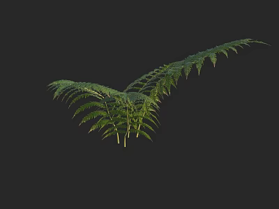 Lush Green Fern Plant With Natural Fronds And Vibrant Leaf Structure On Black Background 3d model