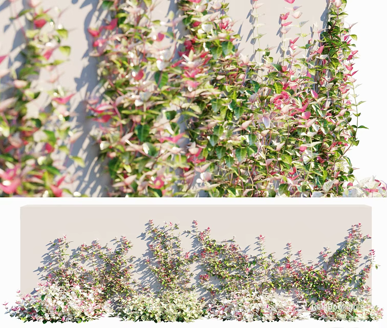 Lush Climbing Vines With Green And Pink Leaves Growing On White Wall Decoration 3d model 