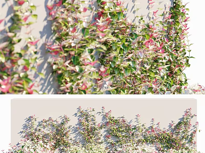 Modern Vine Variegated Asian Jasmine Vine Plant Long Notation Pain Flowering Asian Rock Grass Jasmine Creative Climbing Vine Wall Plant Vine 3d model