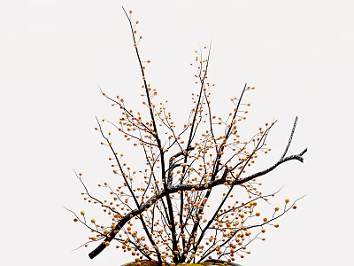 Decorative Bonsai Tree with Thin Branches and Small Orange Fruits against White Background 3d model