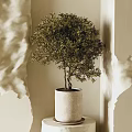 Bonsai Plant in Light Colored Pot on Cylindrical Pedestal Against Beige Wall with Shadow Effects