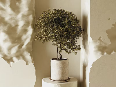 Bonsai Plant in Light Colored Pot on Cylindrical Pedestal Against Beige Wall with Shadow Effects 3d model