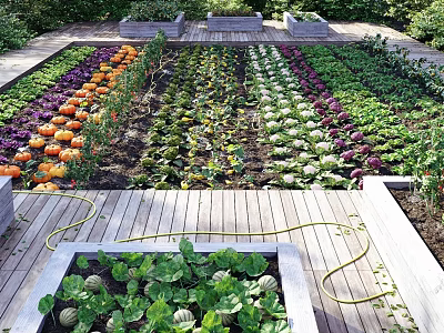 Neatly Arranged Vegetable Garden With Raised Beds Pumpkins Cabbages And Wooden Pathways 3d model
