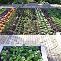 Neatly Arranged Vegetable Garden With Raised Beds Pumpkins Cabbages And Wooden Pathways