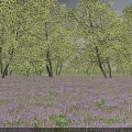 Scenic Purple Flower Field With Green Trees And Sunlight Natural View