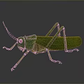 Realistic Green Grasshopper With Red Eyes Long Antennae And Slender Legs On Gray Background