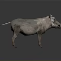 Wild Boar 3D Model with Light Brown Dark Spots Realistic Texture on Gray Gradient Background 3d model