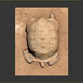 Turtle Cartoon Turtle Snapping Turtle Chickbill Turtle Reptile Cold Blooded Animal Reptile Class 3d model
