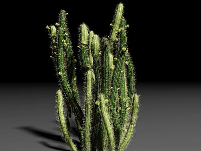 Green Cactus Succulent Plant With Spiny Stems And Small Buds Isolated On Black Background 3d model