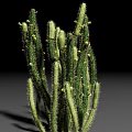 Green Cactus Succulent Plant With Spiny Stems And Small Buds Isolated On Black Background